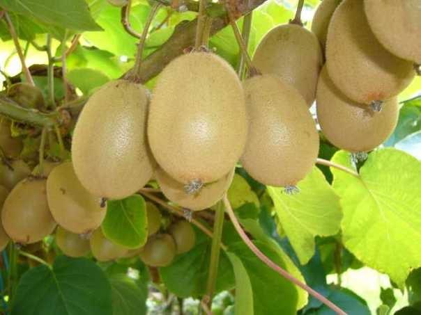 Gói 30 Hạt giống Kiwi (tặng gói kích nẩy mầm và hướng dẫn)