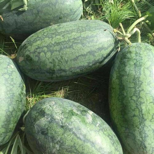 Hạt Giống Dưa Hấu Oval Loại Siêu Dễ Trồng. Túi 10 Hạt Giá Khuyến Mại