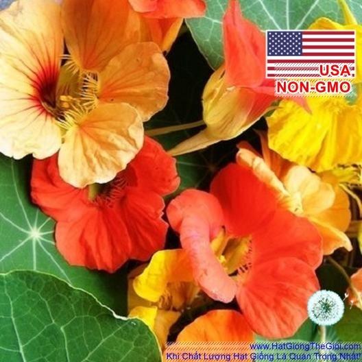 10GR 80.HAT Hạt Giống Sen Cạn Rủ Mix Màu (KD| -KD: B10*V45*M024)