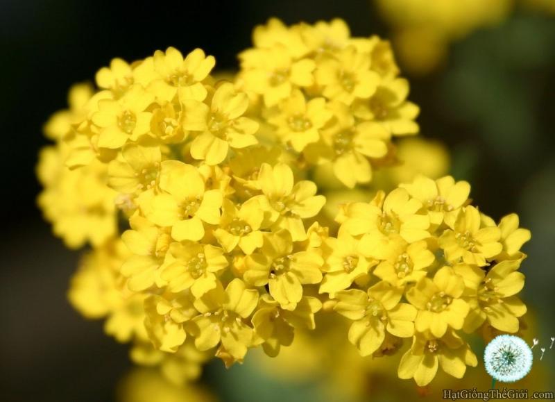0.2GR 500.HAT Hạt Giống HOA NGÀN SAO RỔ VÀNG (KD| -KD: B20*V33*M002)