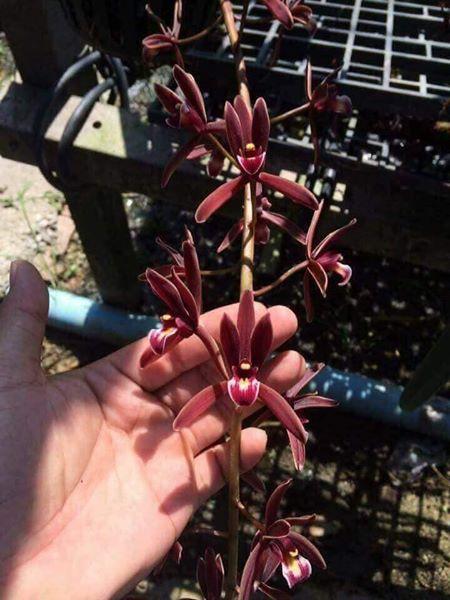 Kiếm đỏ (xích ngọc) hàng giống
