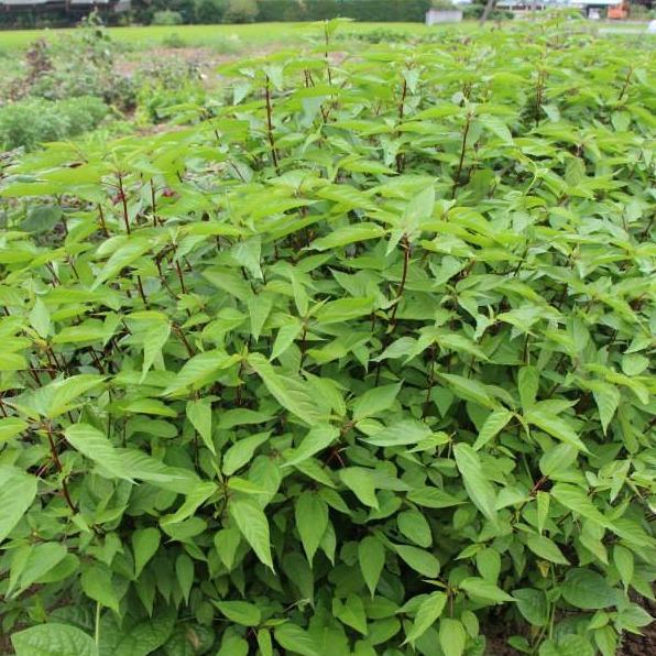 [HCM]Hạt giống rau đay đỏ - PhuNongSeeds