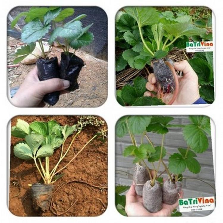 Bộ 80 viên nén ươm hạt giống (viên nén xơ dừa)