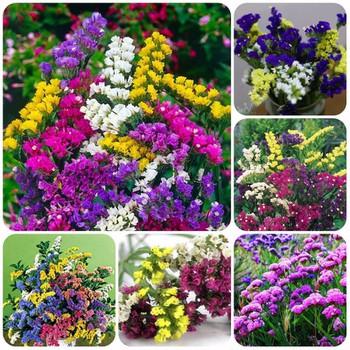 2 gói Hạt giống hoa Salem Mix ~200 hạt (tặng gói kích nẩy mầm và hướng dẫn)