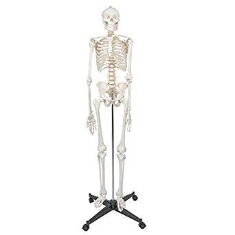 [HCM]Mô hình BỘ XƯƠNG NGƯỜI 180CM