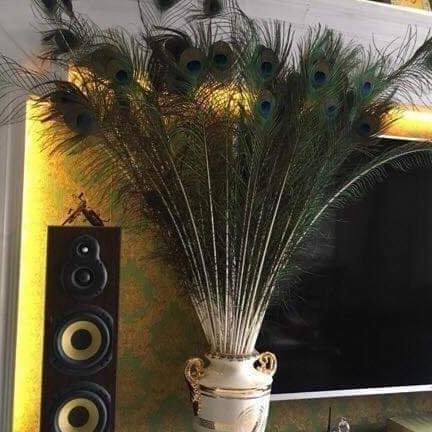 Lông chim công phong thủy - 20 cái