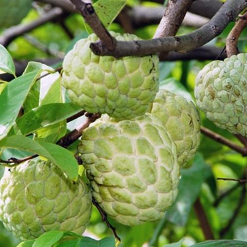 Hạt Giống Na Dai Lạng Sơn Loại Dễ Trồng. Túi 10 Hạt