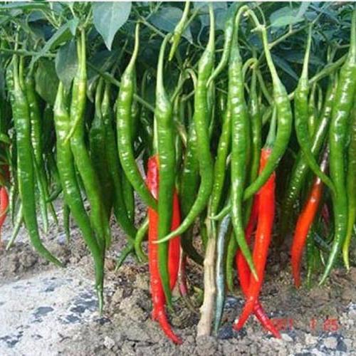 [Lấy mã giảm thêm 30%] Hạt giống Ớt chỉ đậu đũa (Ớt sung dài 30 hạt)