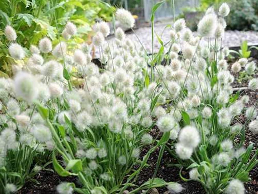 Hạt giống hoa Cỏ đuôi thỏ