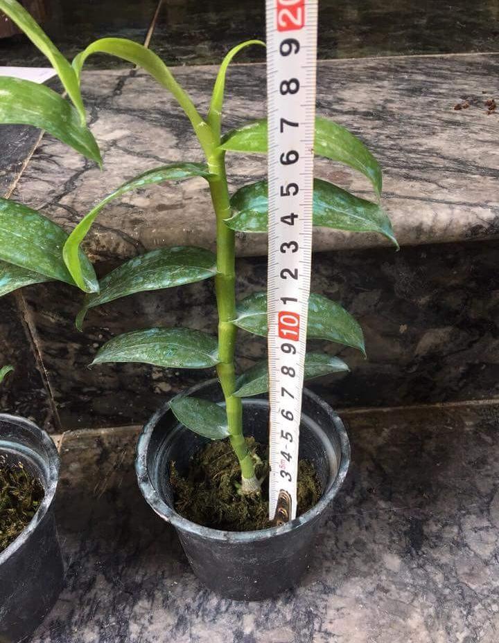 TRẦM CỬU LONG - Den. Nestor “Nine Dragon”
