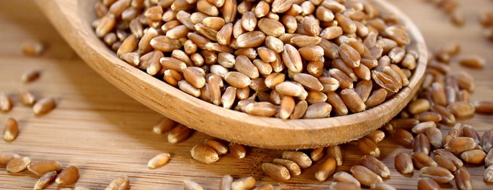 Hạt giống cỏ lúa mì (lúa mạch) 1Kg