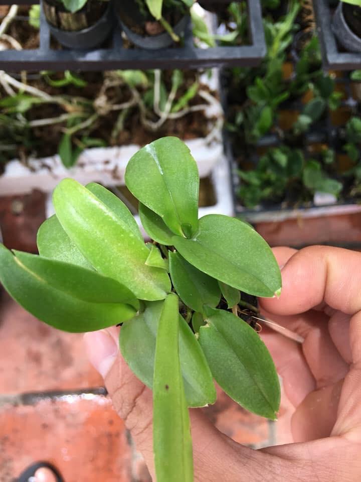 Catlya hàng giống nhiều màu( combo 3 chậu 3 màu)