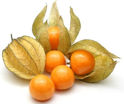 Hạt Giống Tầm Bóp - Thù Lù Nam Mỹ