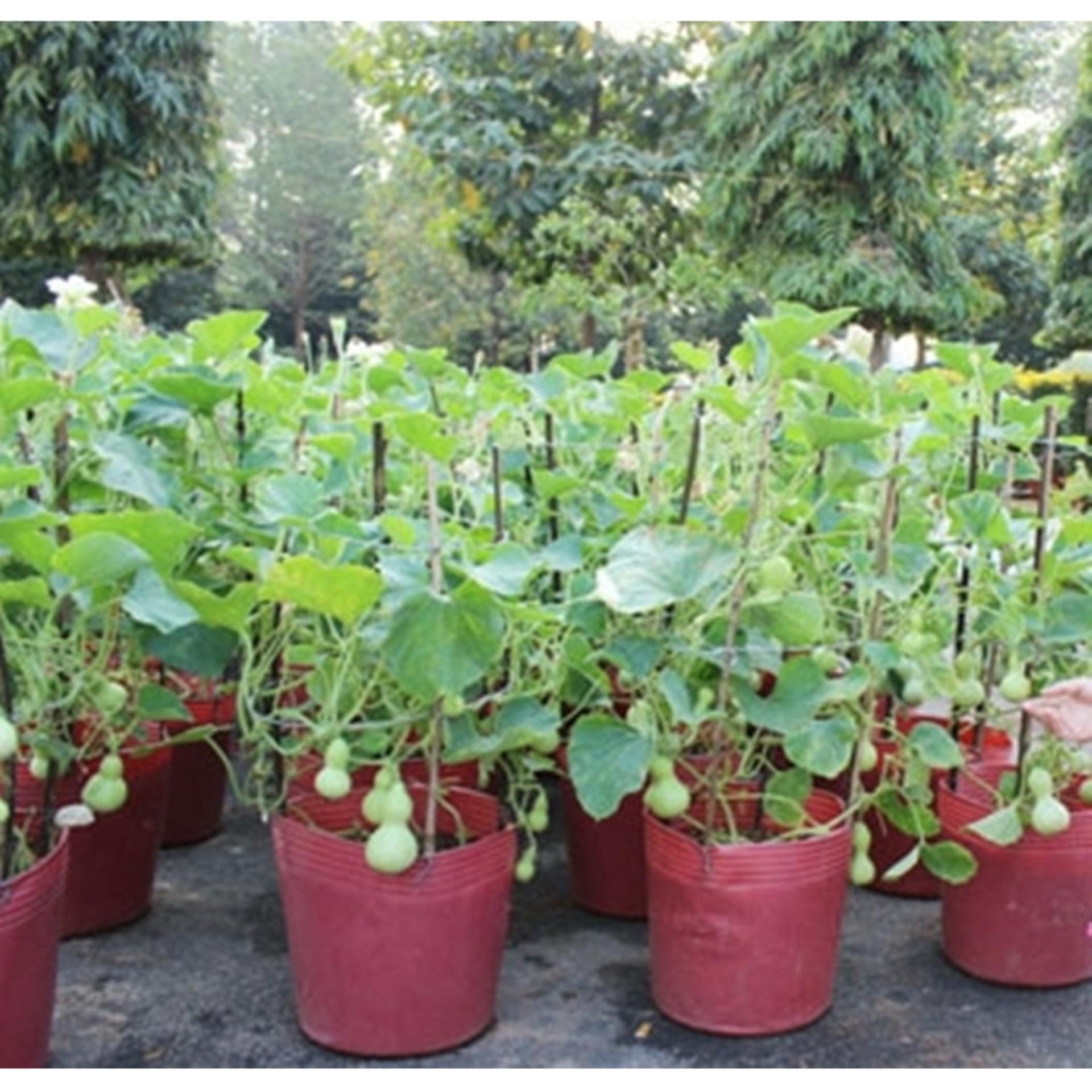 Hạt giống Bầu hồ lô mini Nhật Bản