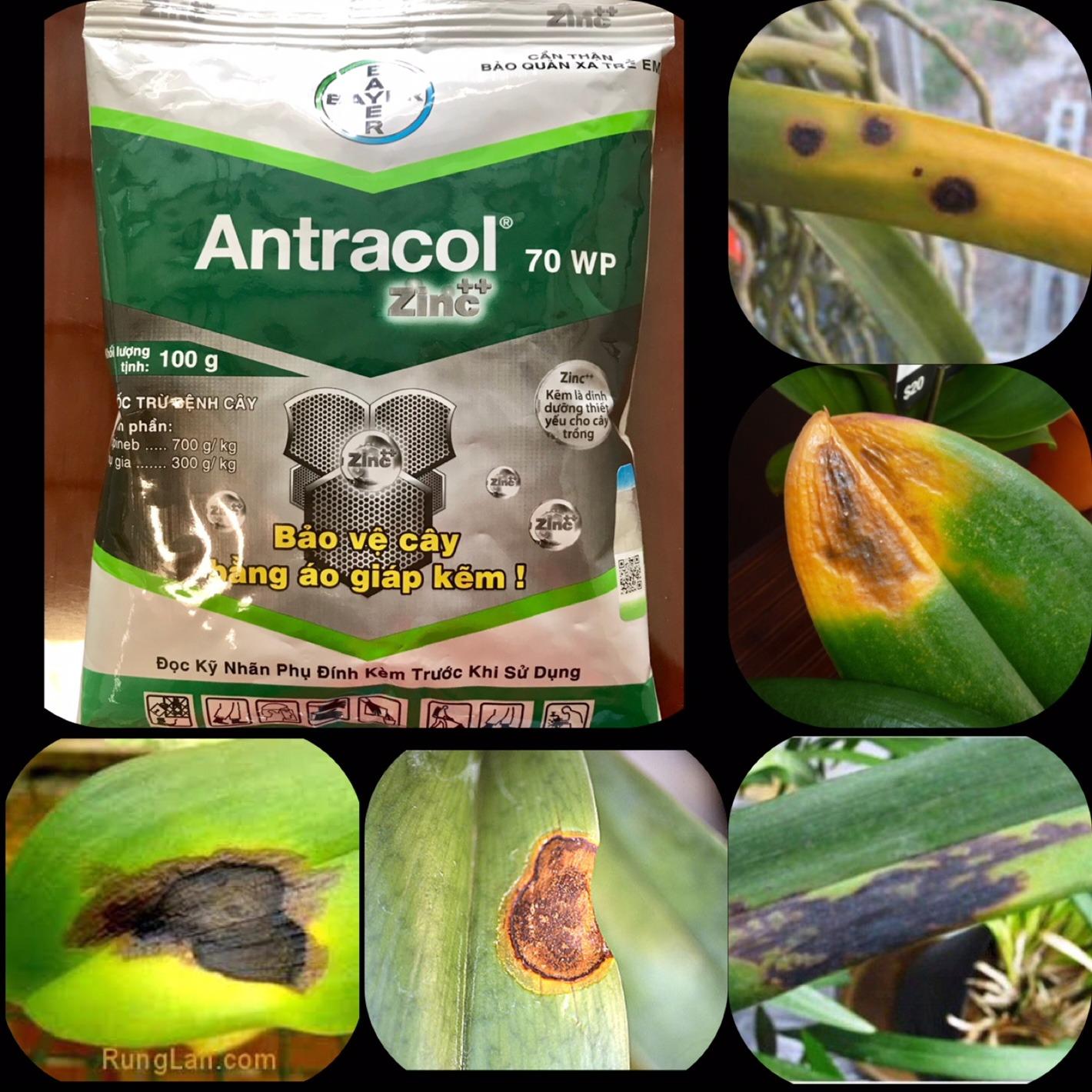 Hoạt chất Propineb trừ thán thư trên Phong Lan ANTRACOL 70WP - Gói 100gram