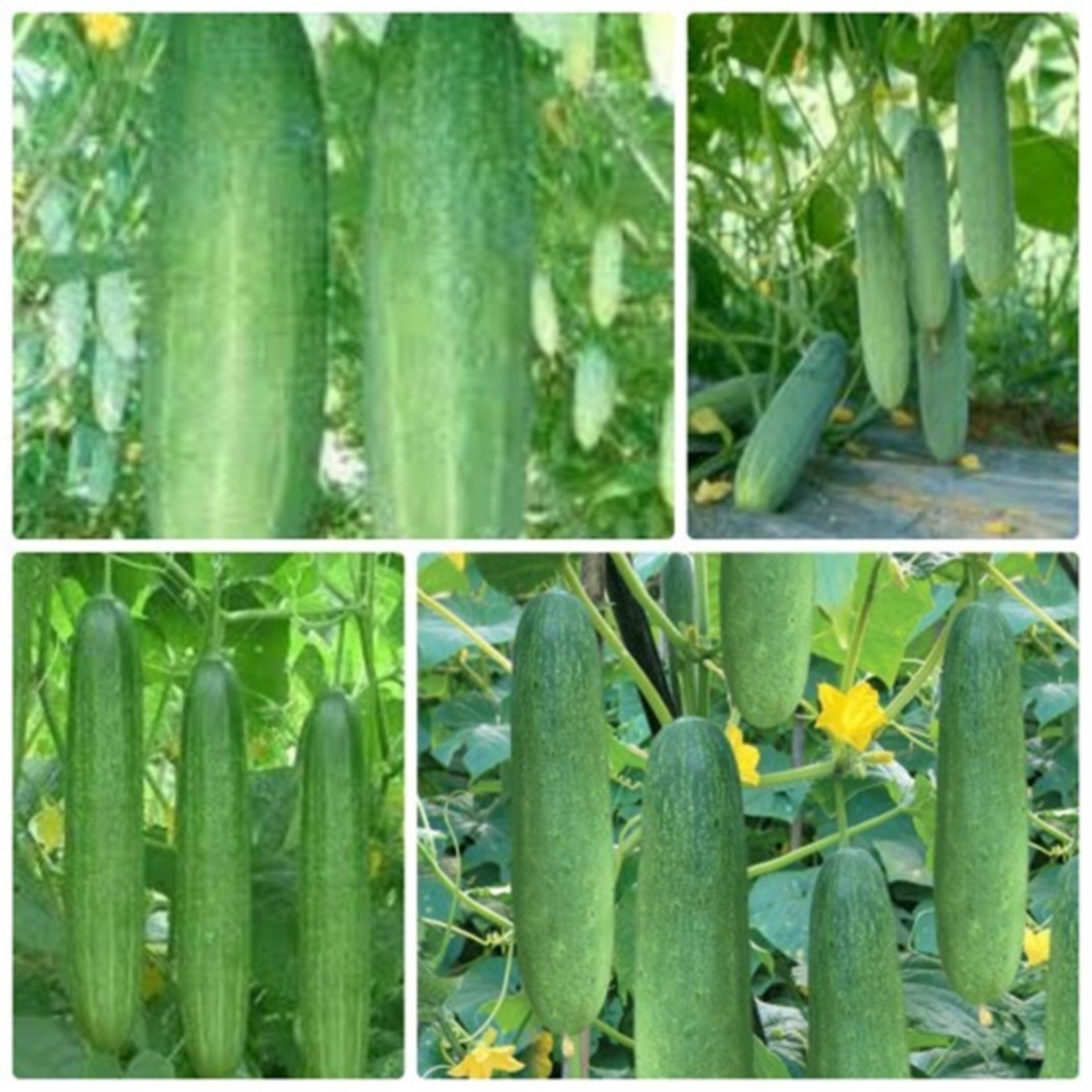 Hạt giống DƯA CHUỘT NẾP TA