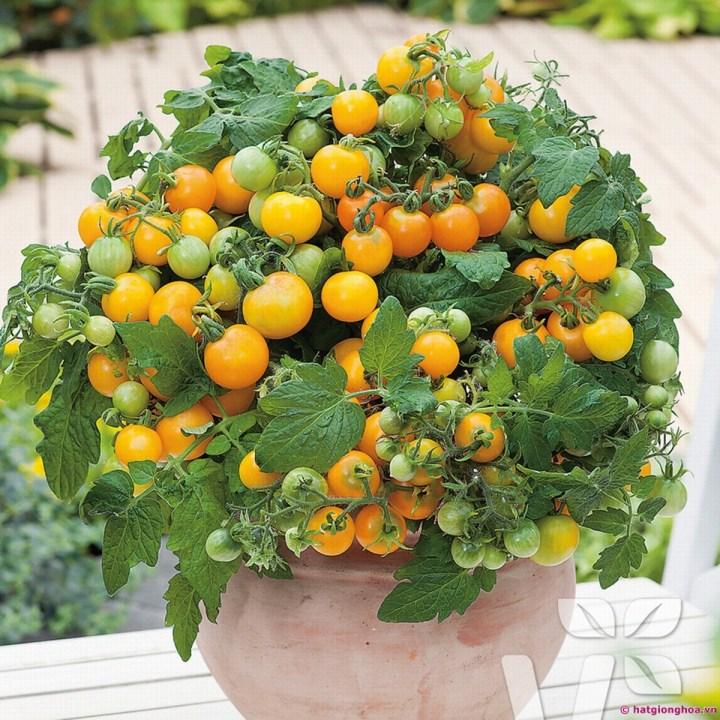 HG40- Hạt giống cà chua bi lùn vàng
