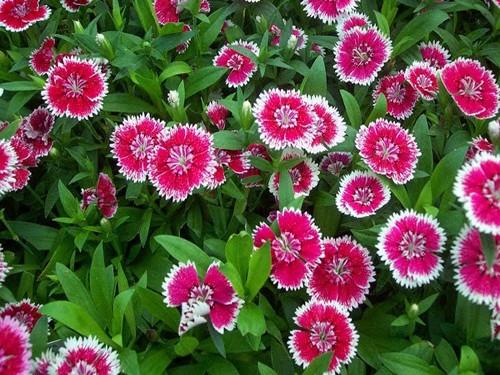 Gói 100 Hạt giống hoa Cẩm Chướng Mix (tặng gói kích nẩy mầm và hướng dẫn)
