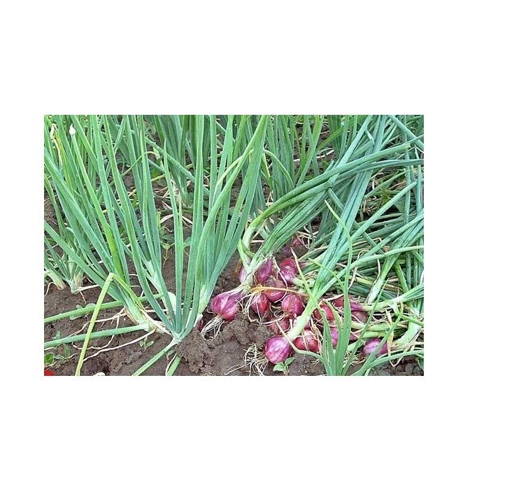 [HCM]Hạt giống hành lá Gốc Tím VIOLET-01 - KLT 2g .
