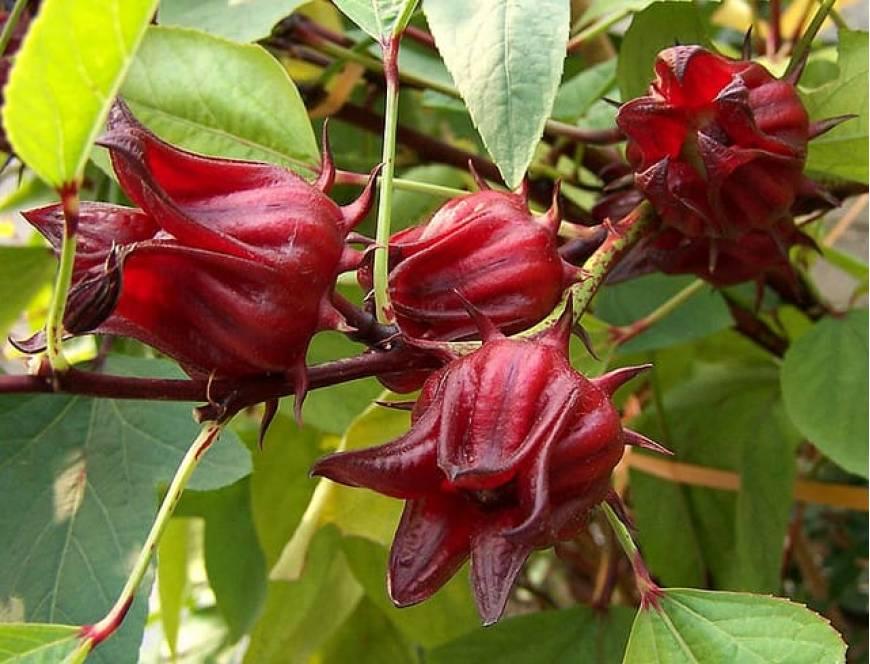 Hạt giống hoa atiso đỏ