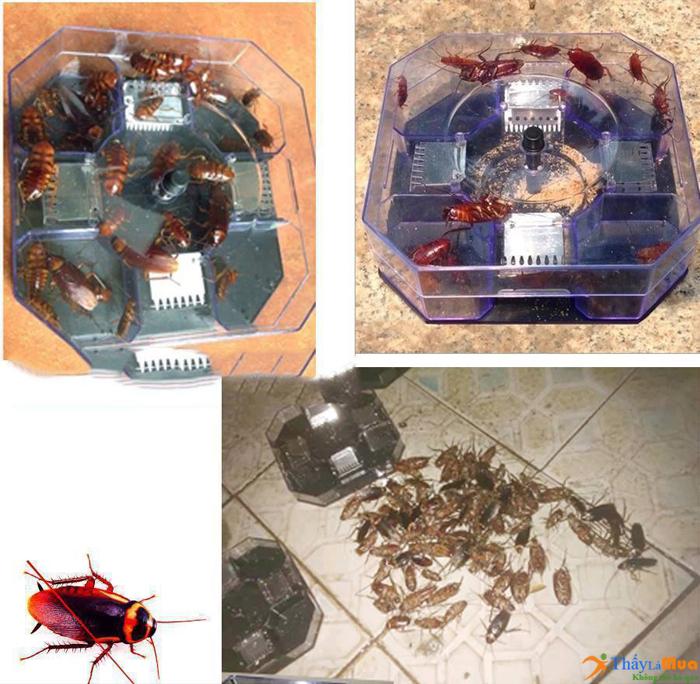 Combo 02 máy bắt gián triệt để