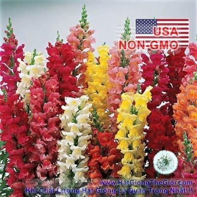 100h Hạt Giống Hoa Mõm Sói Mix Màu (C4.102| -KD: B19*V12*M234)
