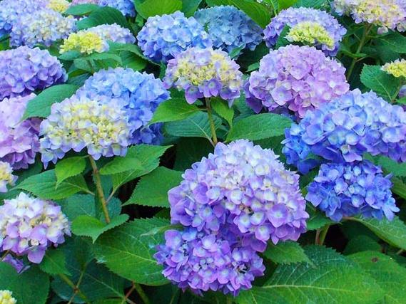 Hạt giống hoa Cẩm tú cầu