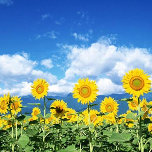 Hạt Giống Hoa Hướng Dương Vàng Loại F1. Túi 30 Hạt Giá Khuyến Mại