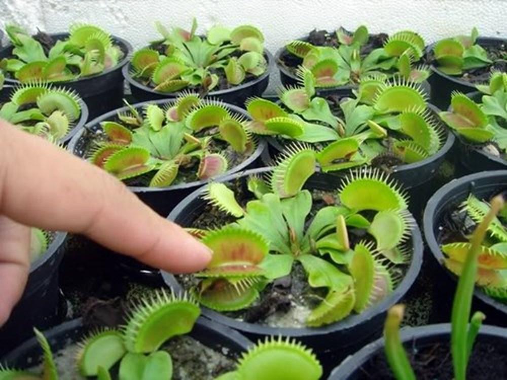 Bộ 2 gói Hạt giống cây bắt côn trùng (cây bẫy kẹp) (5 hạt)