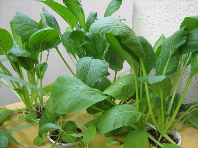 Hạt Giống Cải Ngọt Ăn Non - 10 gr