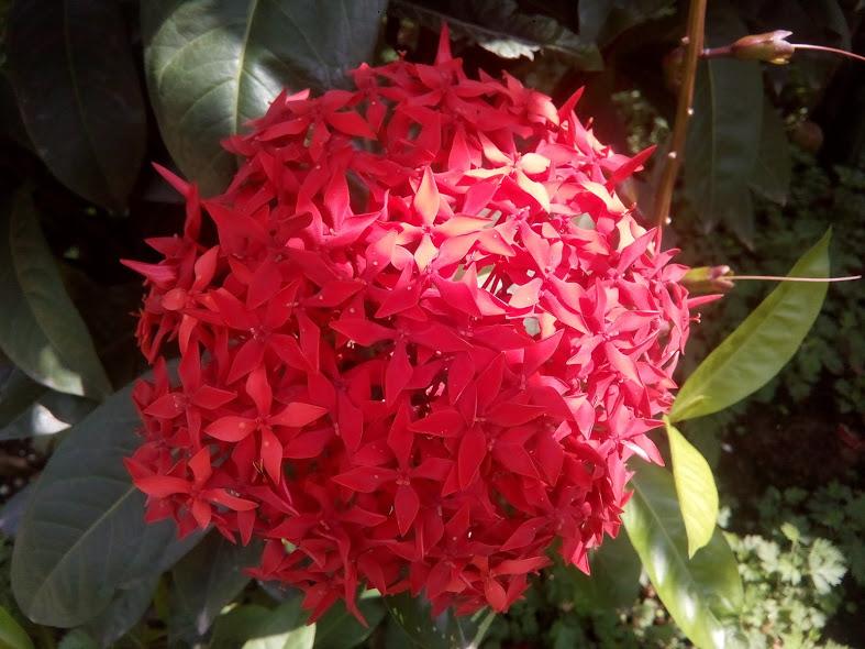 Cây mẫu đơn ta, hoa to, màu đỏ