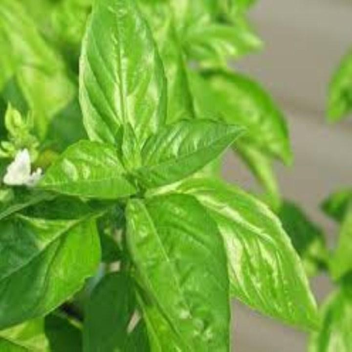 HG65- hạt giống húng thơm 200 hạt
