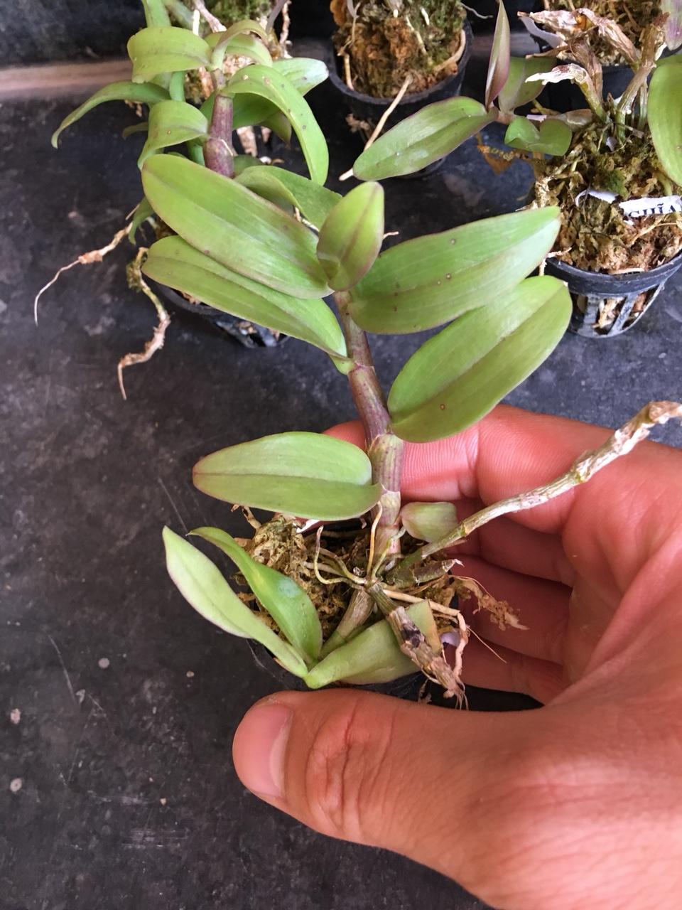 Giả hạc Pháp Lai trầm