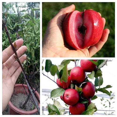 Hạt Giống Táo Đỏ Mỹ Lùn " 10 hạt "