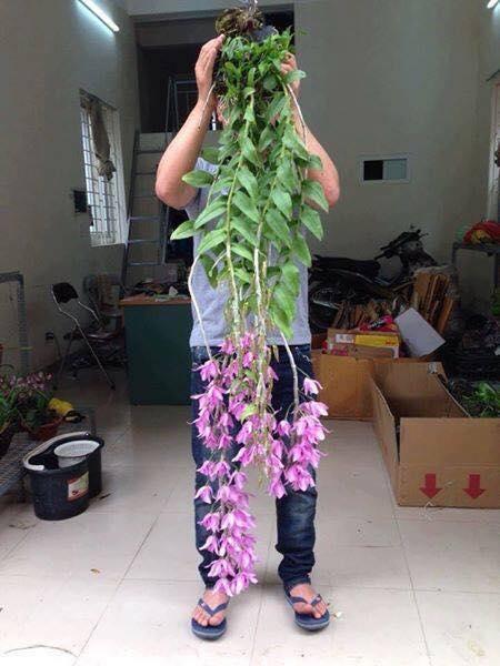 Giả hạc Hawai  Trắng và tím Cốc giống