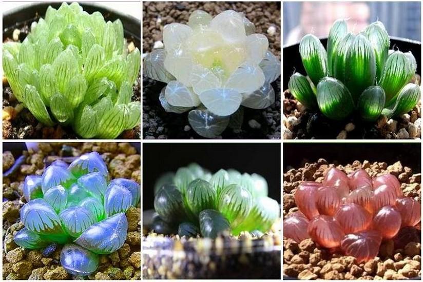 Hạt giống Sen đá Kim cương (gói 20 hạt)