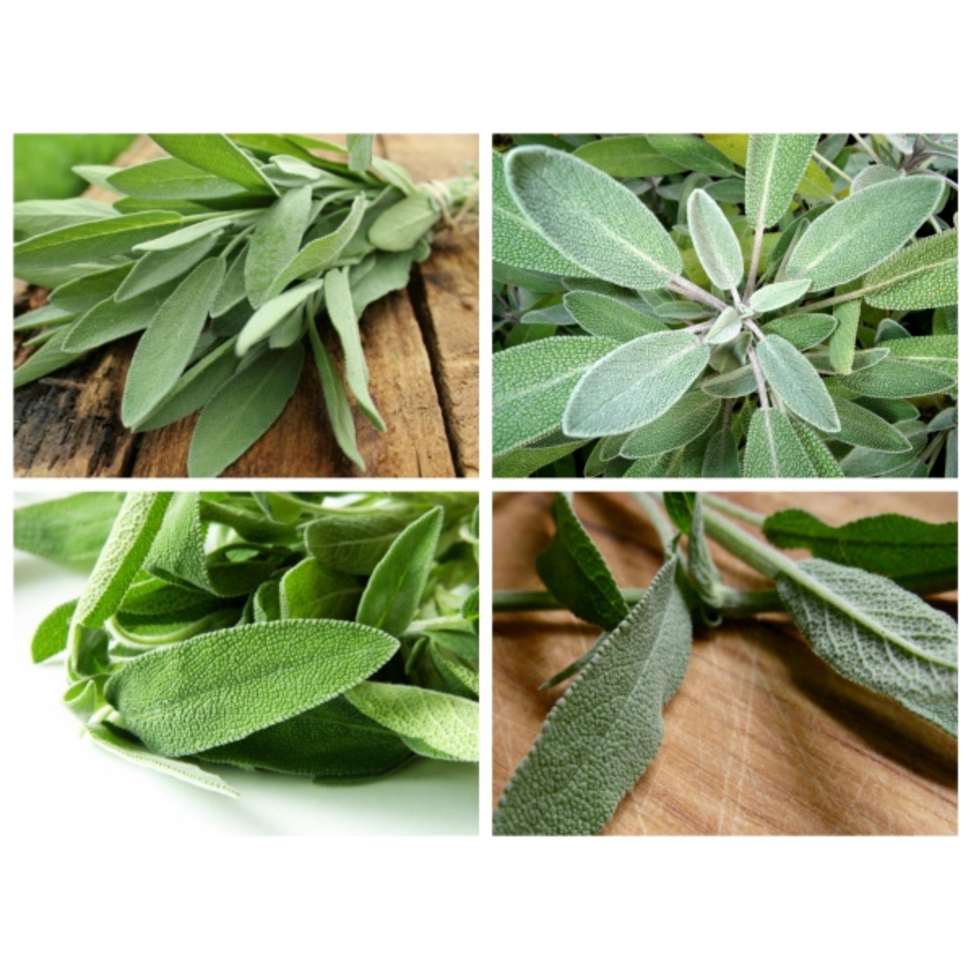 Hạt giống Cây Xô thơm