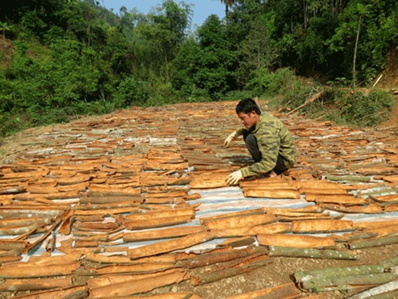 Vỏ quế khô 1kg