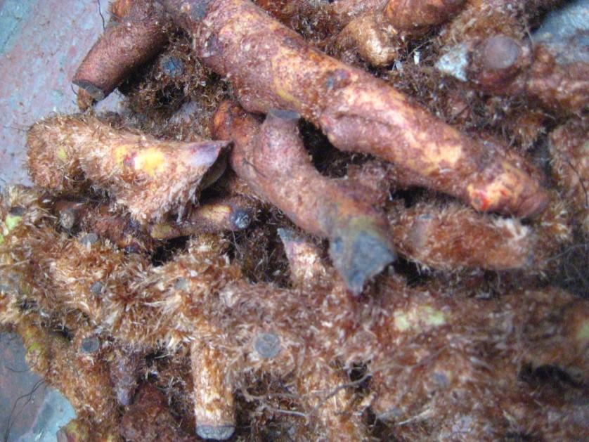 Cốt toái bổ (Tắc kè đá) khô 500g