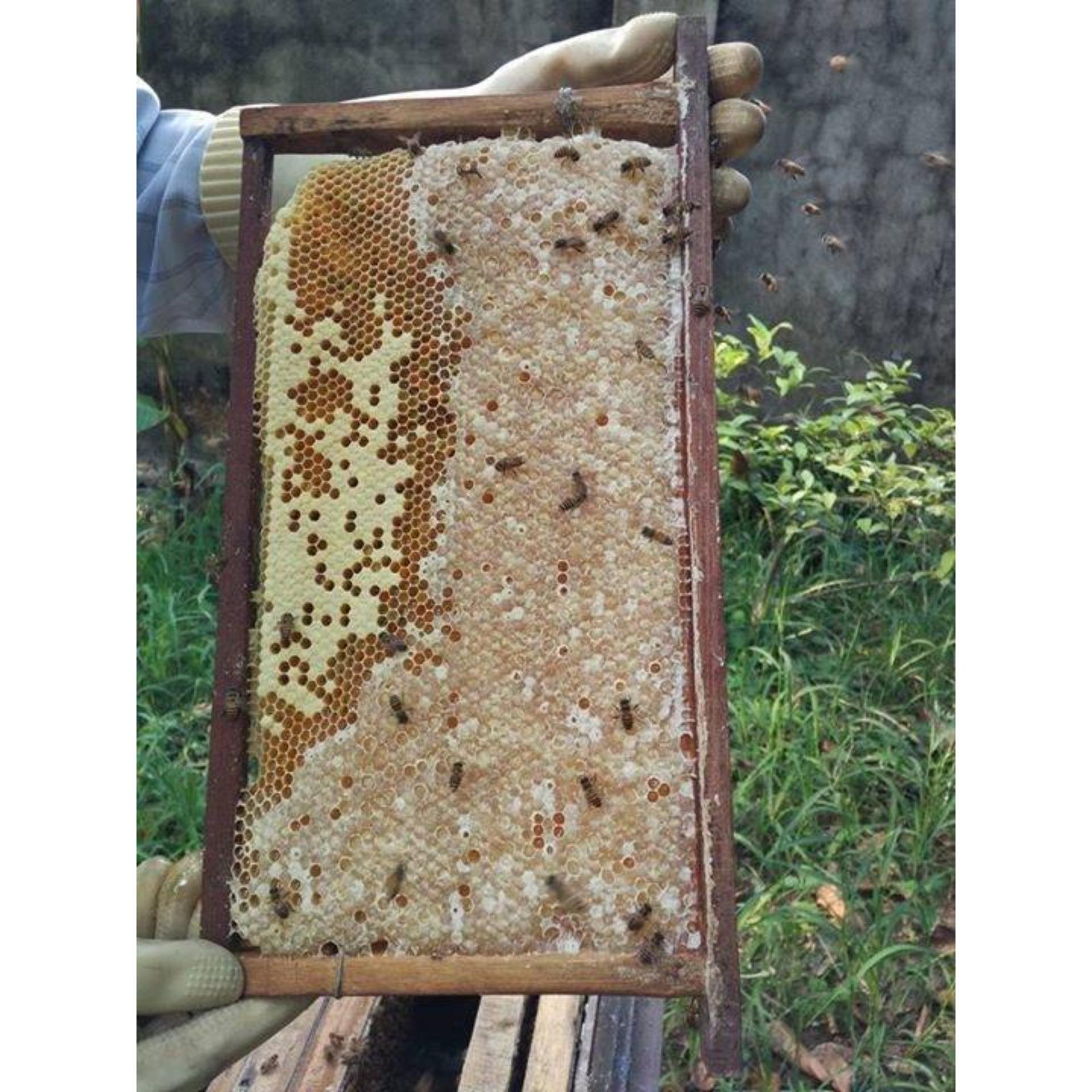 Bộ 2 Hũ Mật Ong Gừng 650gr