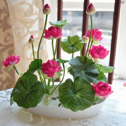 Hạt Giống Sen Bát Loại Dễ Trồng. Túi 5 Hạt