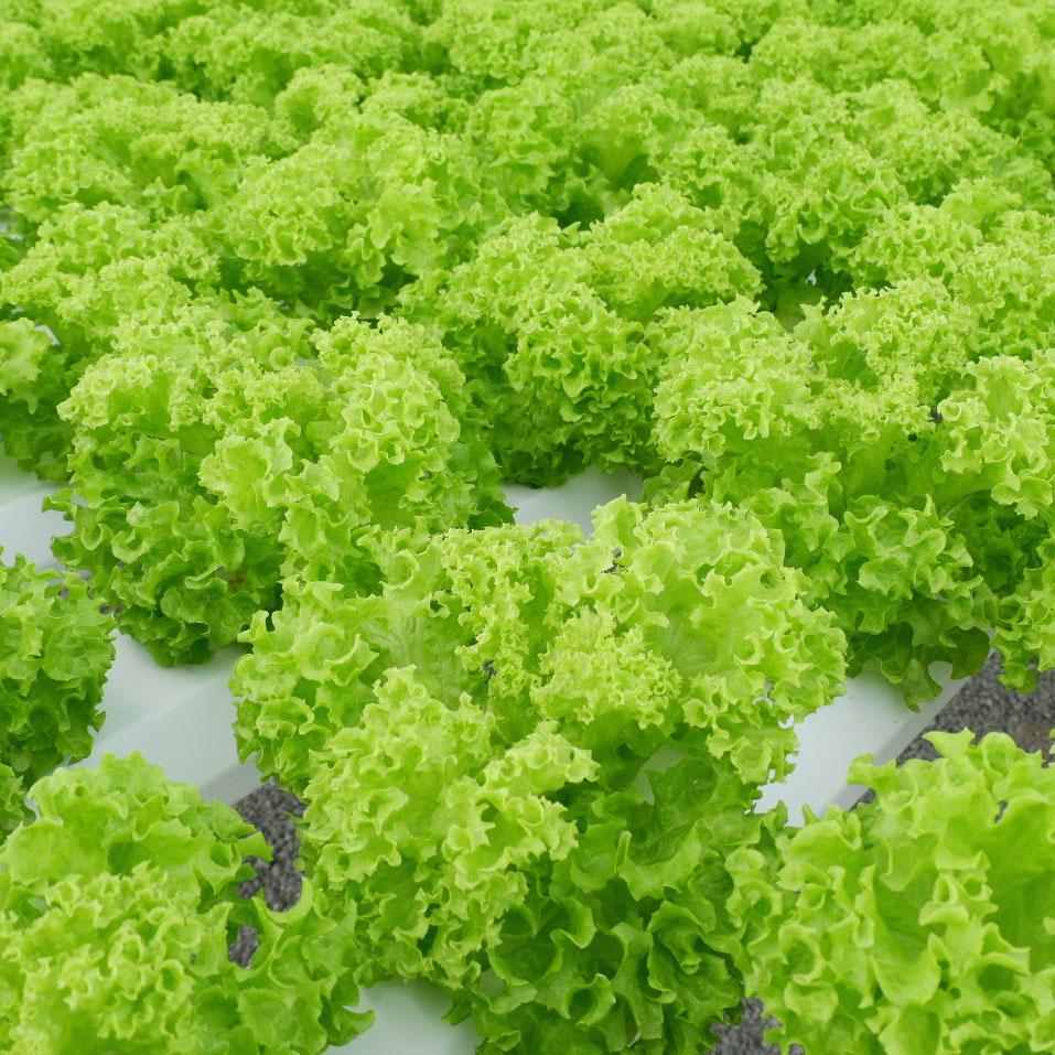 Hạt Giống Xà Lách Xoăn Xanh Thái Lan Chịu Nhiệt Tốt, Nhanh Thu Hoạch (Gói 5 gam ~ 2200 hạt)