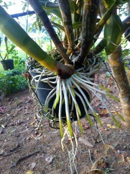 Kích thích ra rễ cực mạnh - Rooting Strong