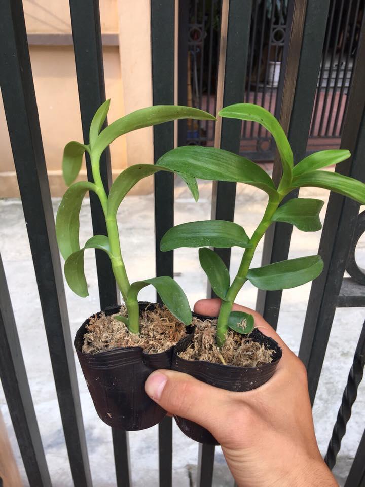 Kie trầm 6 cánh hàng đột biến giống,