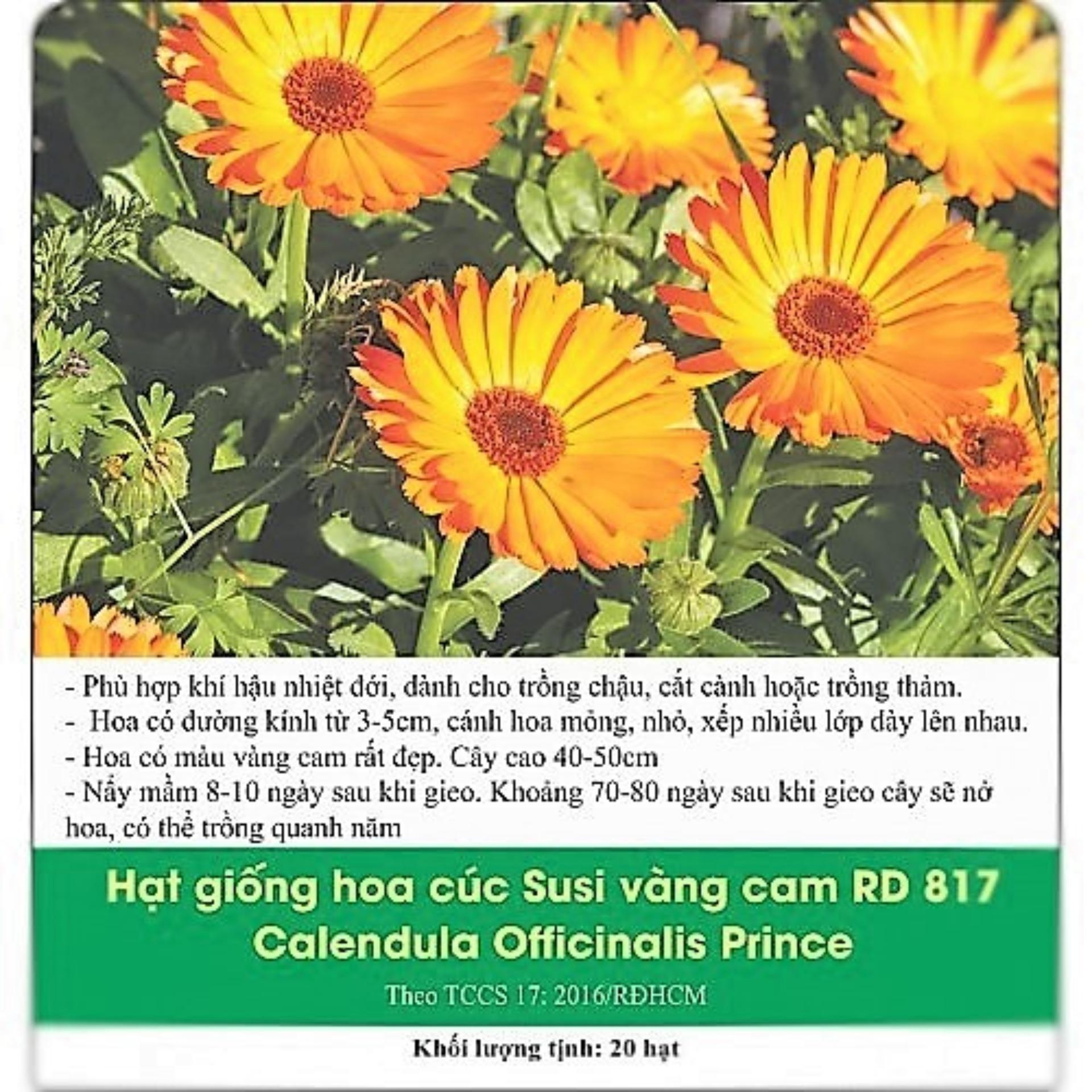 [HCM]Hoa Cúc Susi Vàng Cam RD817 - Hà Lan