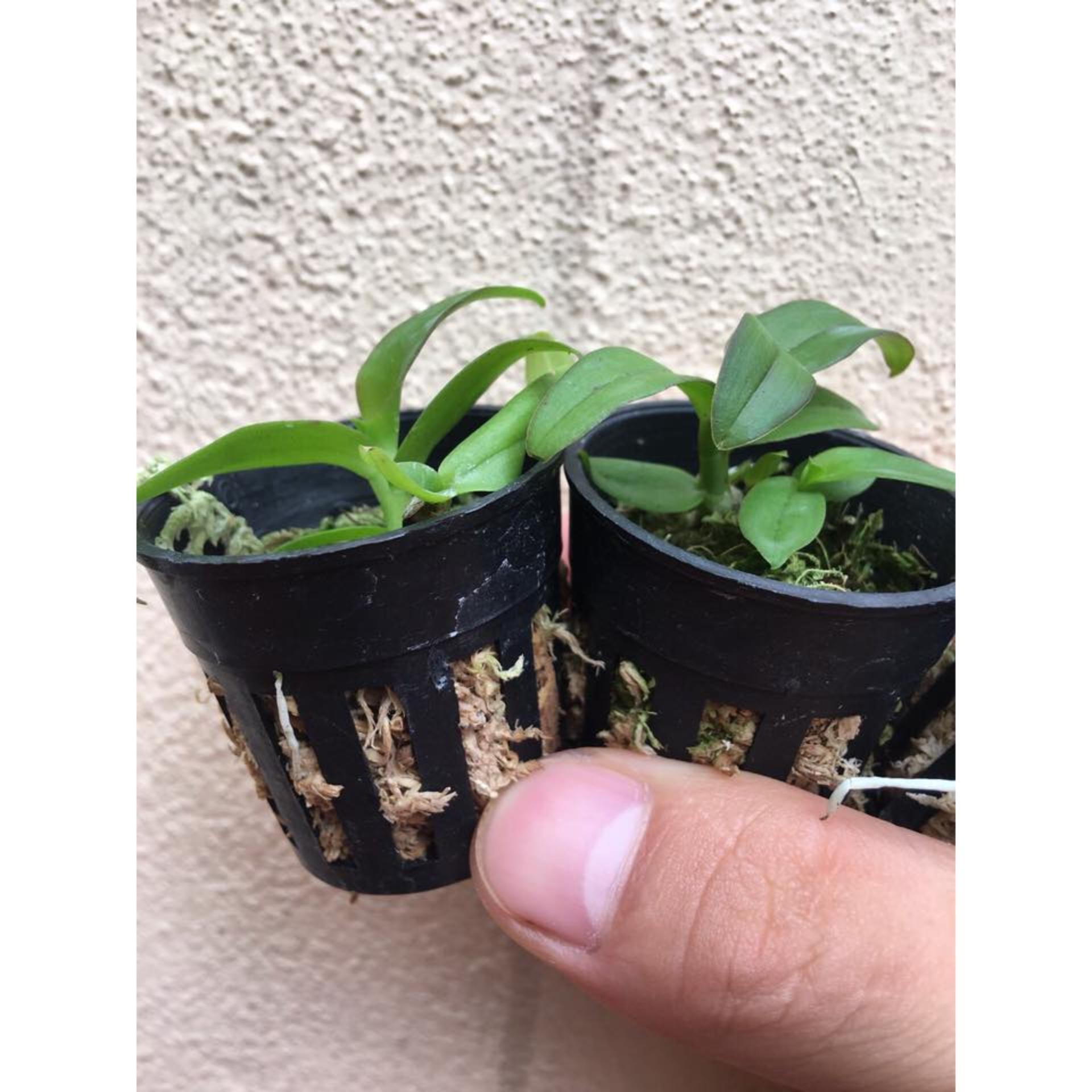 Giả hạc Hawai  Trắng và tím Cốc giống