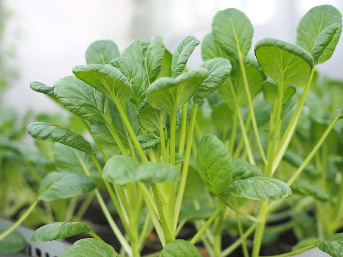 Hạt Giống Cải Ngọt Ăn Non - 10 gr