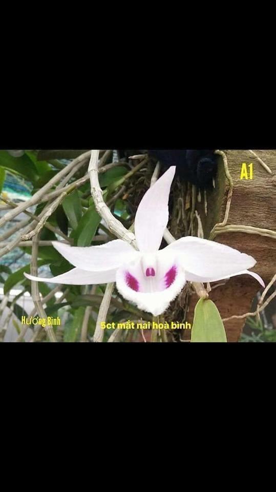 Phi điệp 5ct mắt nai hòa bình