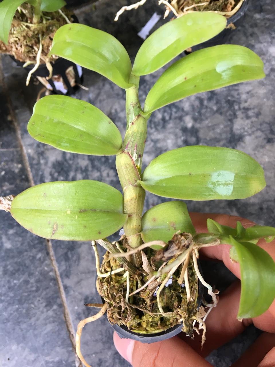 trầm hồng nương Lai trầm siêu tím ( den nestor pink girl x Den nestor )