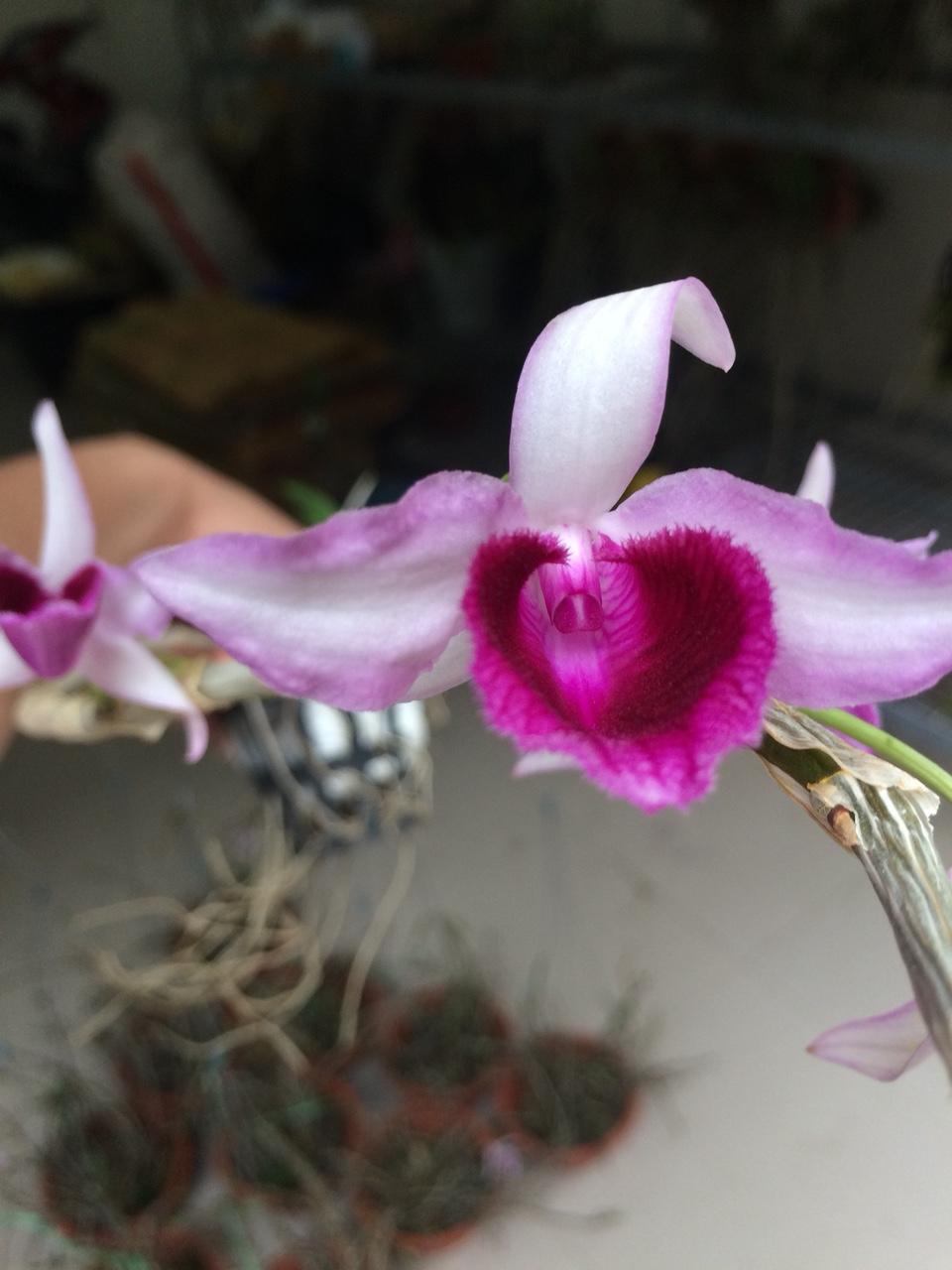 Châu Như Cây năm 2 giống
